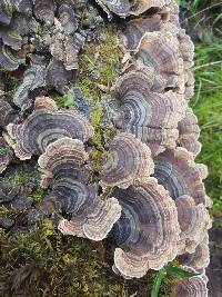 Trametes versicolor image