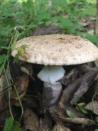 Amanita novinupta image