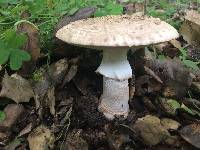 Amanita novinupta image