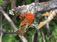 Polycauliona polycarpa image