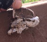 Schizophyllum commune image