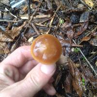 Psilocybe subaeruginosa image