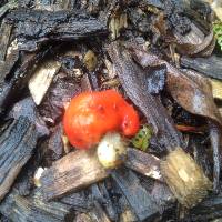 Leratiomyces erythrocephalus image