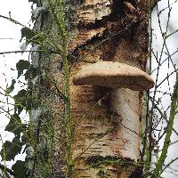 Piptoporus betulinus image