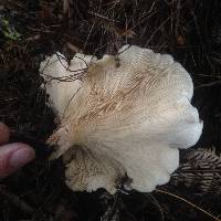 Clitocybe nebularis image