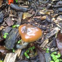 Psilocybe subaeruginosa image