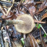 Psilocybe subaeruginosa image