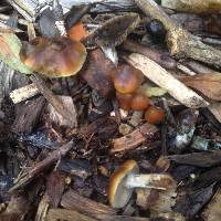 Psilocybe subaeruginosa image