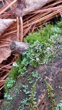 Cladonia chlorophaea image