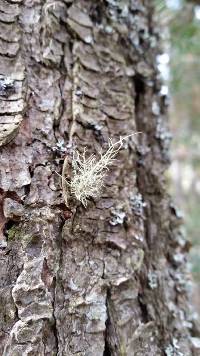 Usnea hirta image