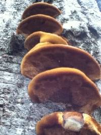 Phellinus gilvus image