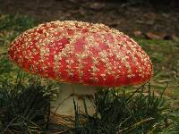 Amanita muscaria image