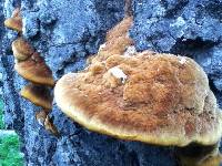 Phellinus gilvus image