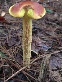 Heimioporus betula image