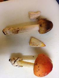 Amanita jacksonii image