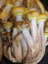 Armillaria mellea image