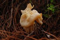 Helvella crispa image