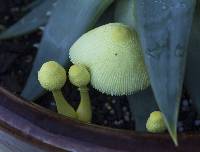 Leucocoprinus birnbaumii image