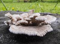 Schizophyllum commune image