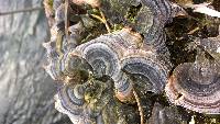 Trametes versicolor image
