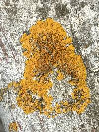 Xanthoria parietina var. parietina image