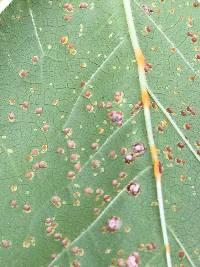 Puccinia malvacearum image