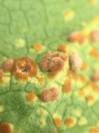 Puccinia malvacearum image