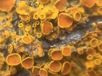 Xanthoria parietina var. parietina image