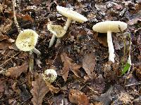 Amanita phalloides image