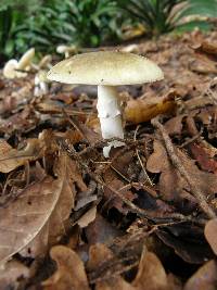 Amanita phalloides image