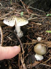 Amanita phalloides image