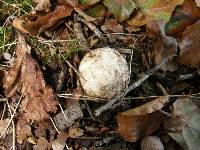 Amanita phalloides image