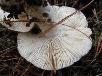 Russula amoenolens image