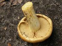 Gymnopilus junonius image