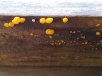 Dacrymyces stillatus image