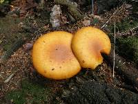 Gymnopilus junonius image