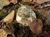 Amanita phalloides image