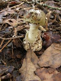 Amanita phalloides image