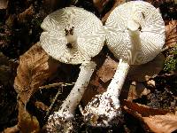 Amanita phalloides image