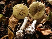 Amanita phalloides image