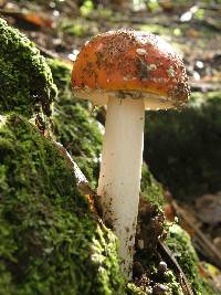 Amanita muscaria image