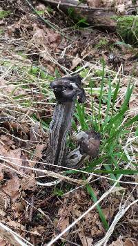 Helvella lacunosa image