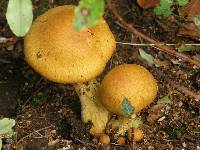 Gymnopilus junonius image