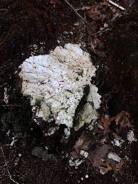 Hericium coralloides image