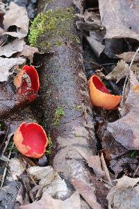 Sarcoscypha austriaca image