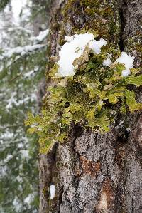 Lobaria pulmonaria image