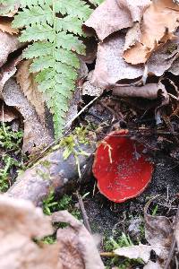 Sarcoscypha austriaca image