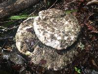 Laetiporus portentosus image