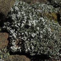 Cladonia apodocarpa image