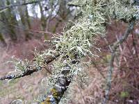 Ramalina farinacea image